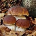 Funghi Porcini