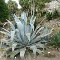 giardino hanbury