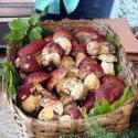 Cesto pieno di funghi