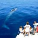 Avvistamento delfini dalla barca