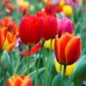 TULIPANO