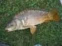 carpa