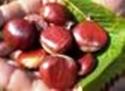 CASTAGNE