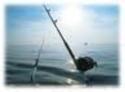 sgombro pesca