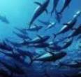 Pesca al tonno