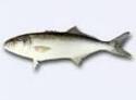 PESCE BIANCO