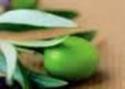 olio