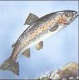 3.a gara sociale di pesca