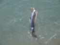 pesca al colpo