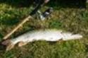 pesca