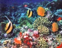 barriera corallina