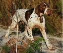 cane