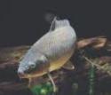 carpa