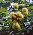 castagneti