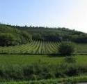 COLLI BERICI