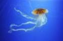 ACQUARIO