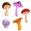 funghi