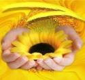 il girasole