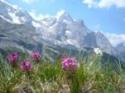 marmolada