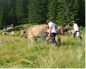 fattoria
