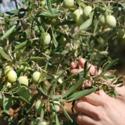 olive verdi