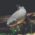 carpa