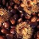 castagne