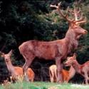 una famigliola di cervi