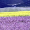 Scorcio della valle di Castelluccio di Norcia durante la fioritura