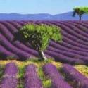campi di lavanda in Provenza