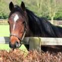 Cavallo