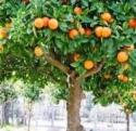Albero da frutto