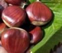 castagne