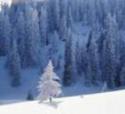 Neve