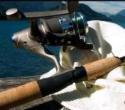 pesca