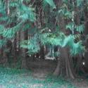 vallombrosa