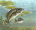 pesce