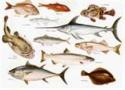 Calendario gare Sezione Pesca Trento