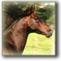 un cavallo