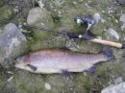 pesca